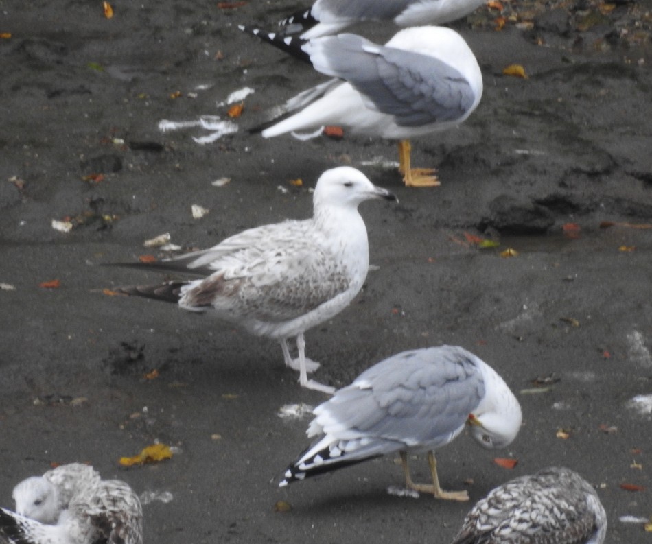 Caspian Gull - ML645793267