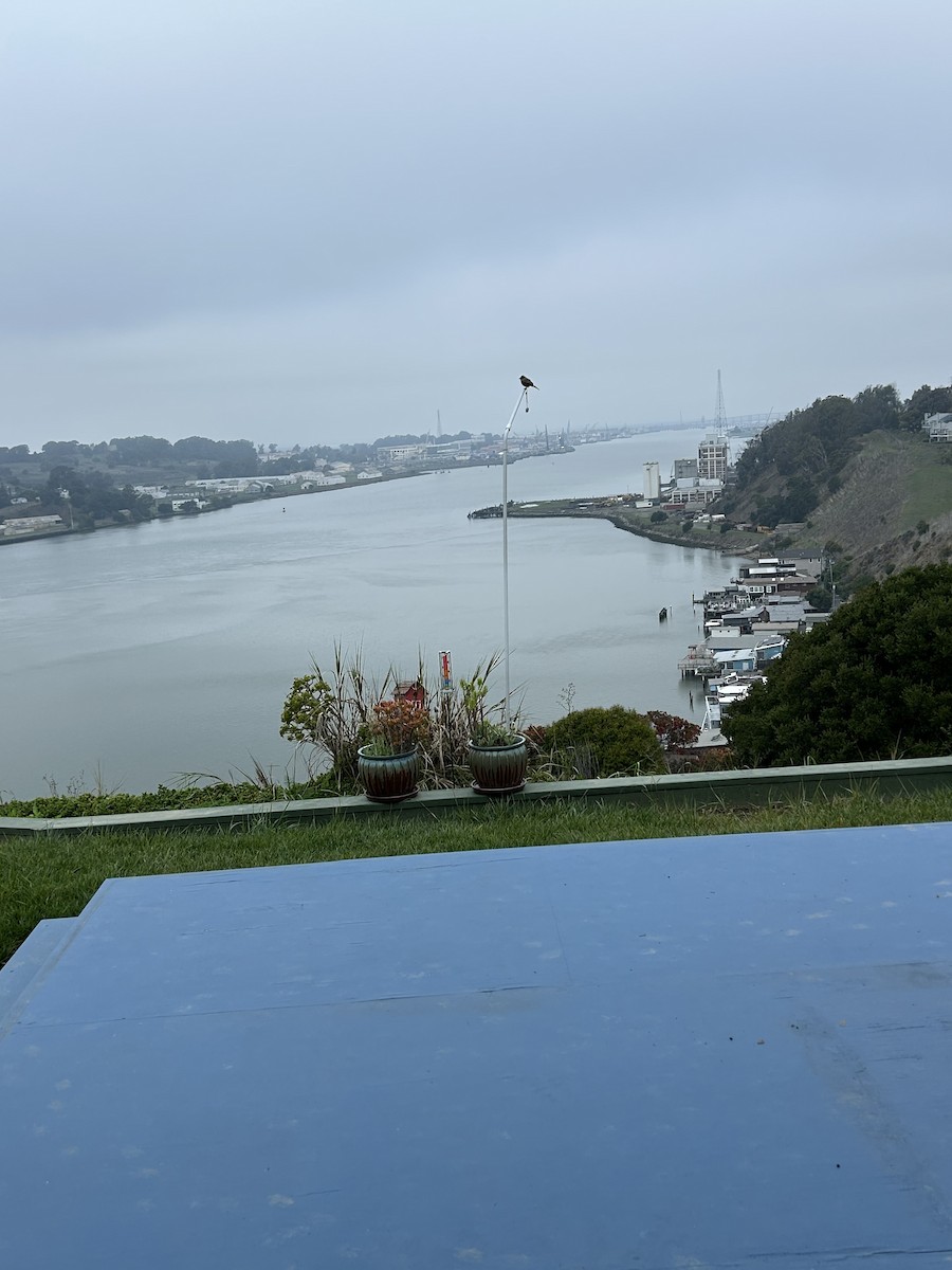 Say's Phoebe - ML645793268