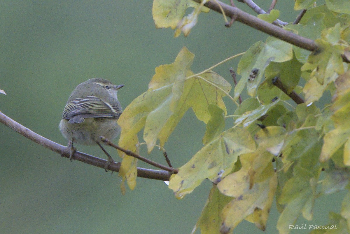 Hume's Warbler - ML645793269