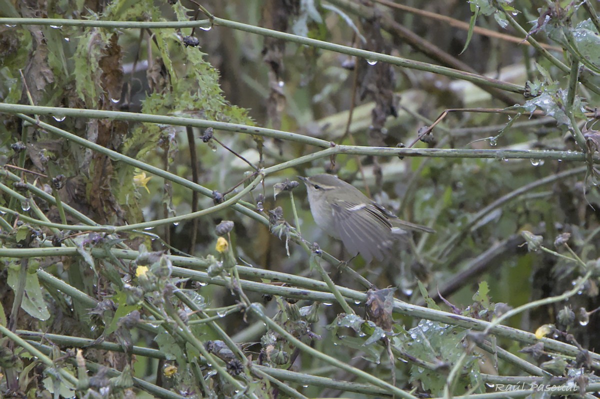 Hume's Warbler - ML645793270