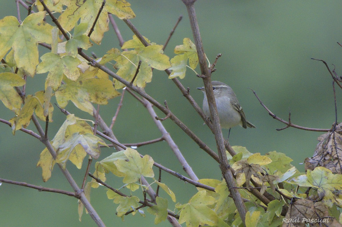 Hume's Warbler - ML645793274