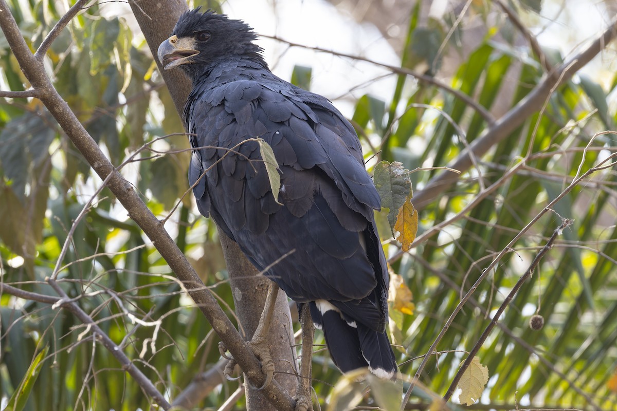 Great Black Hawk - ML645793285