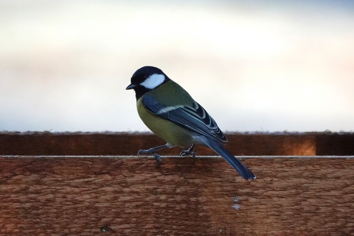 Great Tit - ML645793294