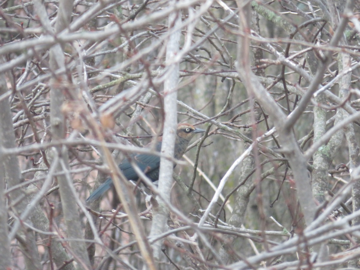 Rusty Blackbird - ML645793296