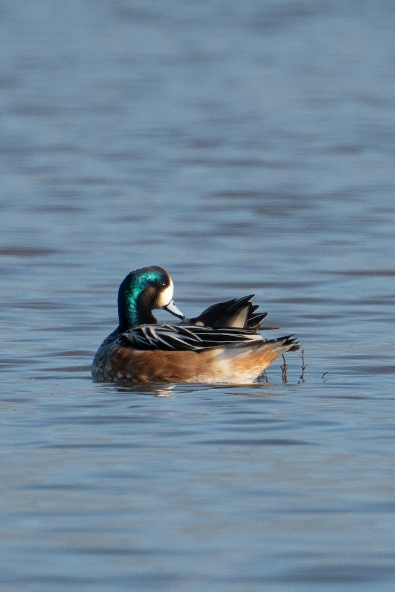 Fischione del Cile - ML645793303