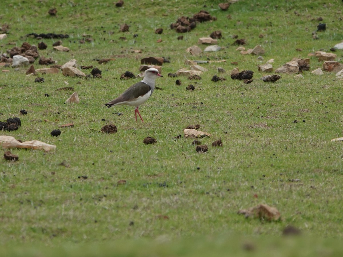 Andean Lapwing - ML645793309