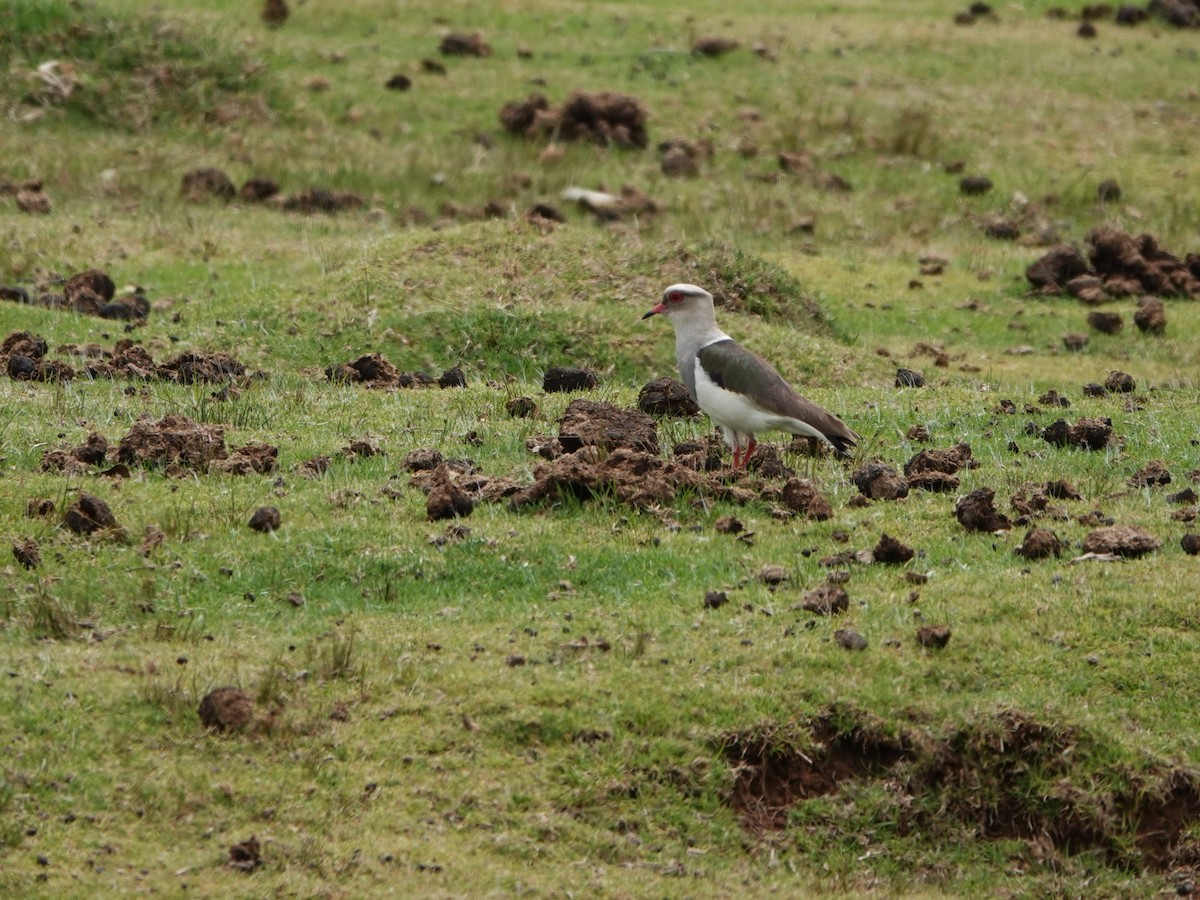 Andean Lapwing - ML645793310