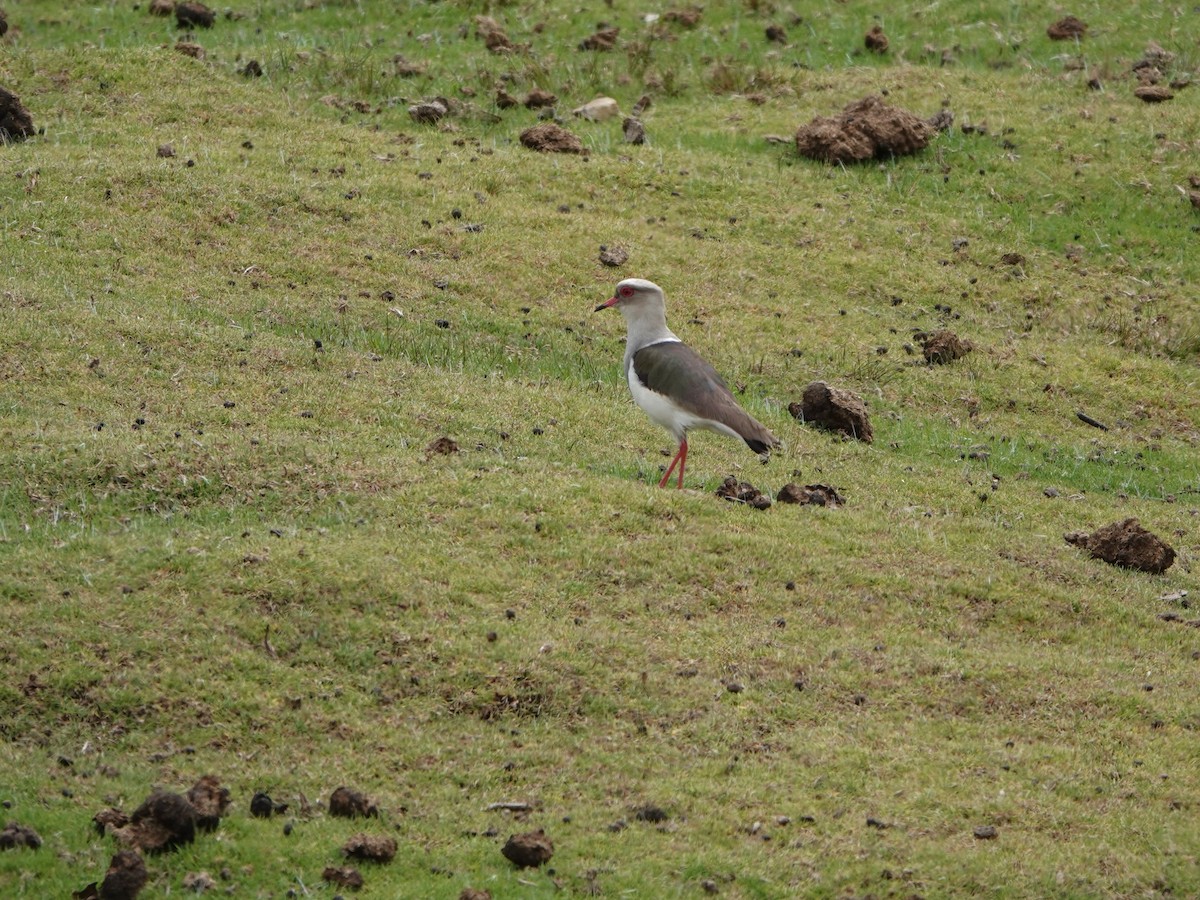 Andean Lapwing - ML645793311