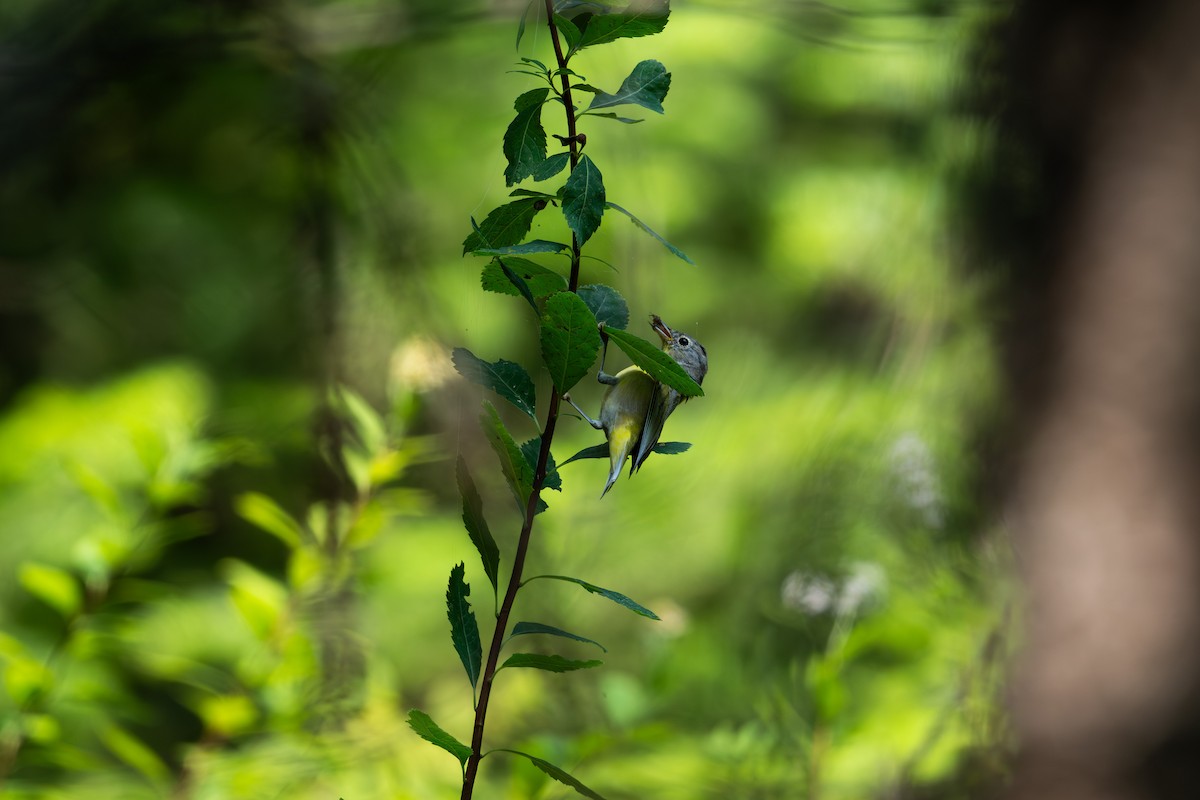 bjørkeparula - ML645793314