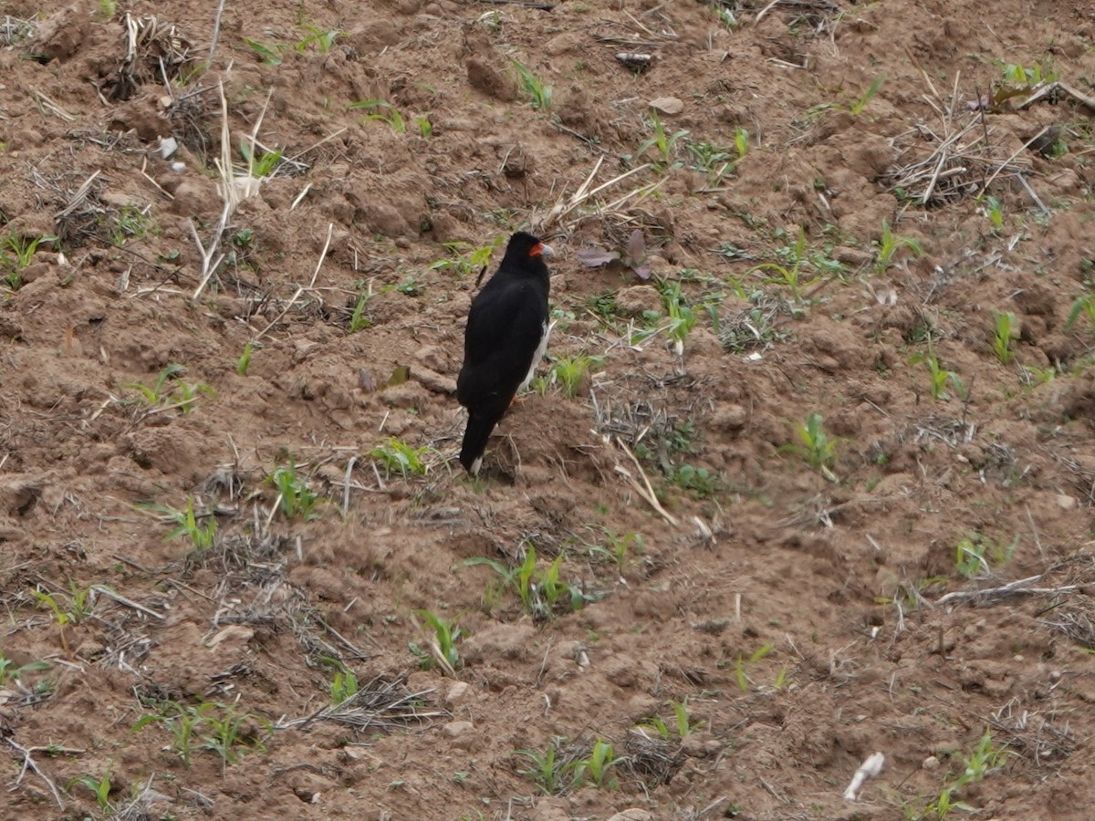 Каракара андська - ML645793322