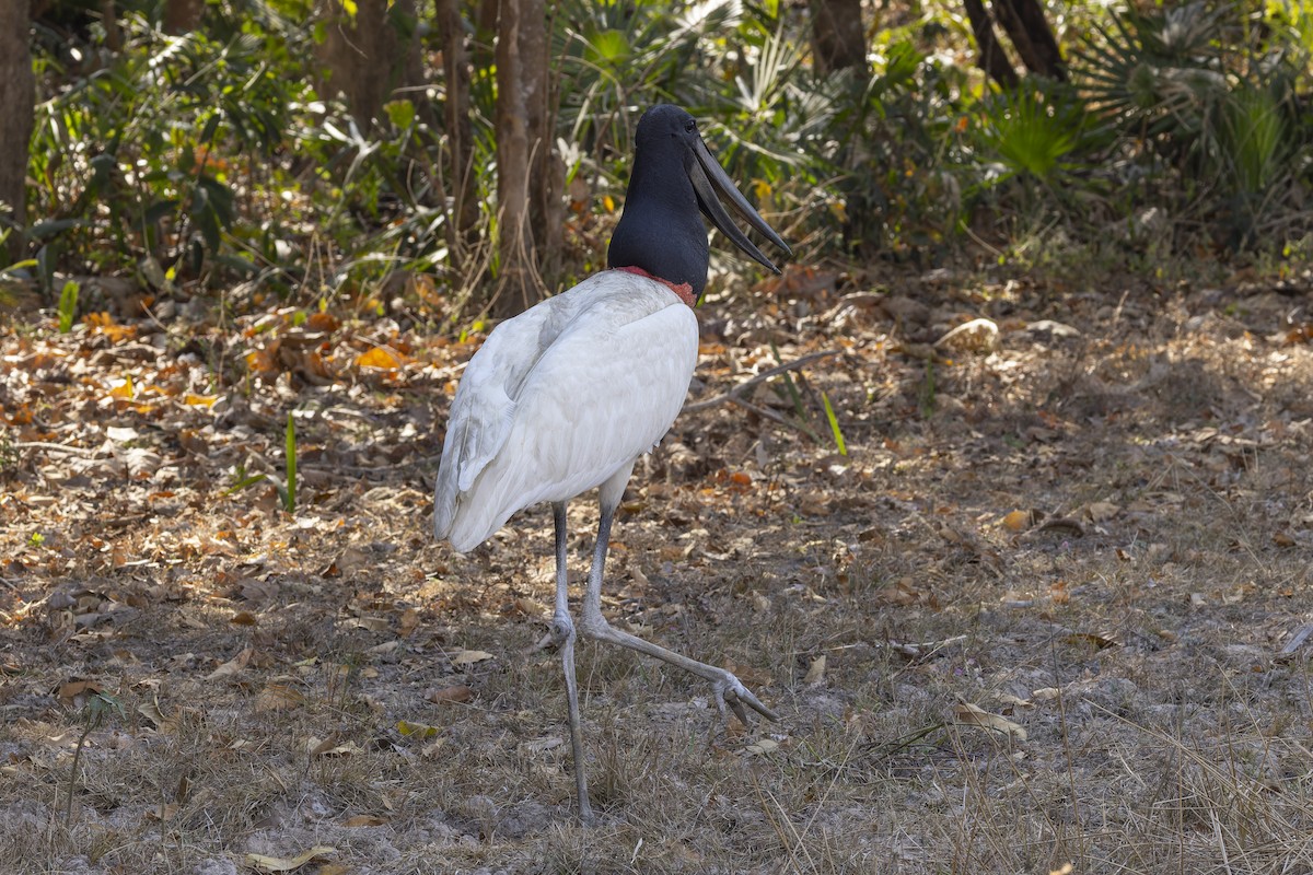 Jabiru - ML645793325