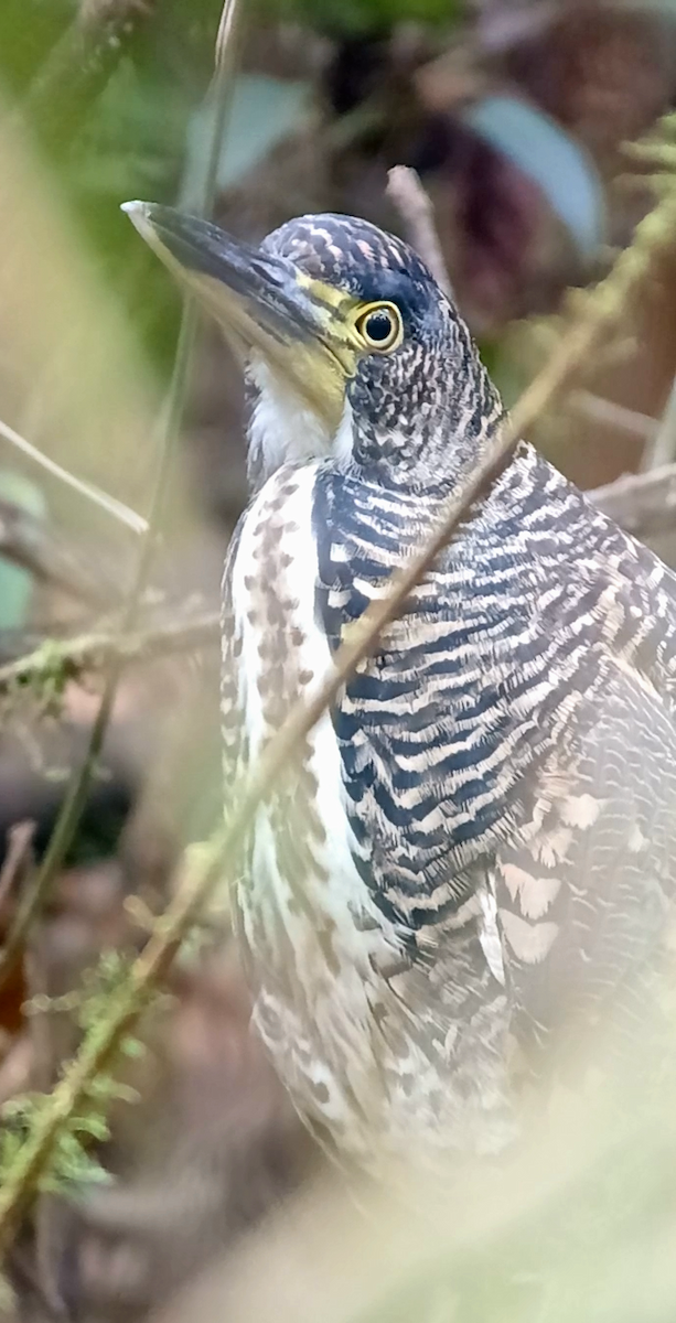 Fasciated Tiger-Heron - ML645793328