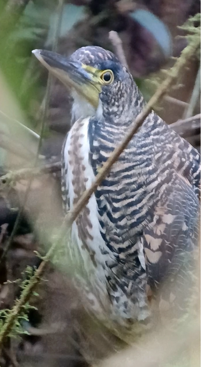 Fasciated Tiger-Heron - ML645793332