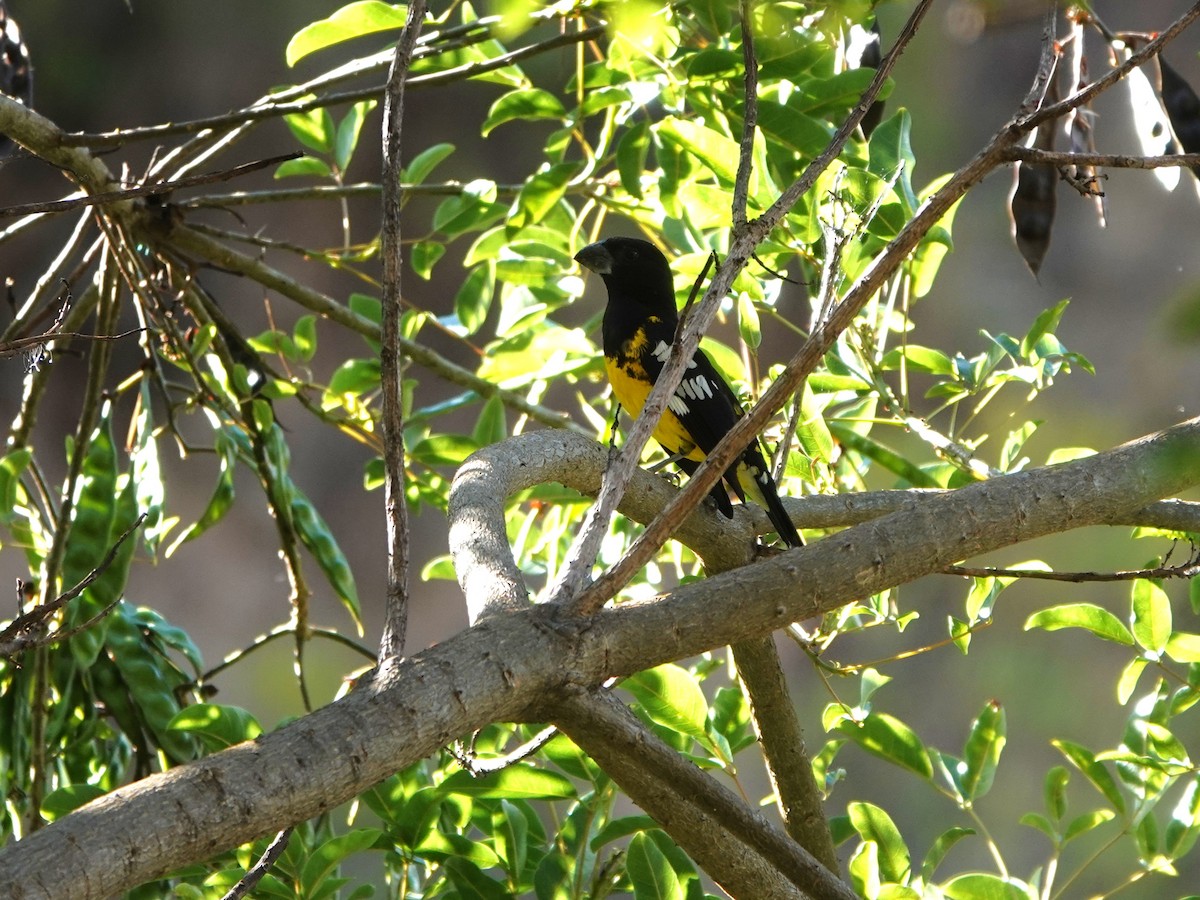 Black-backed Grosbeak (Yellow-rumped) - ML645793337