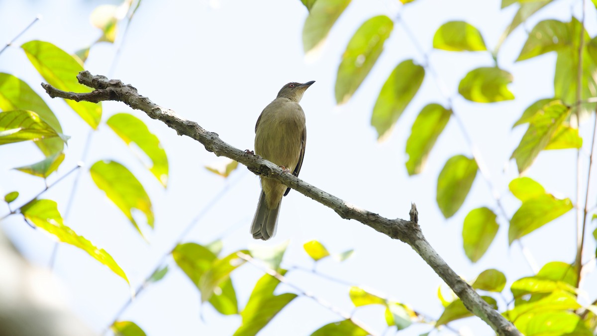 Cream-vented Bulbul (Red-eyed) - ML645793346