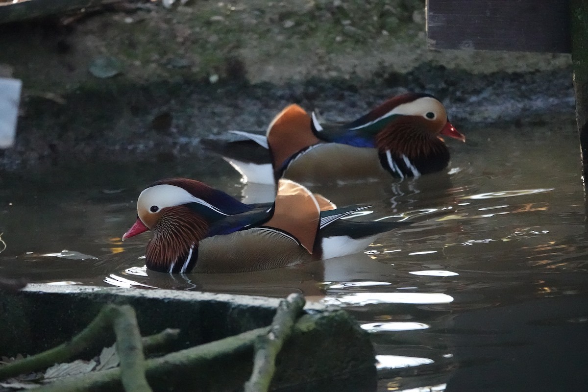 Mandarin Duck - ML645793368