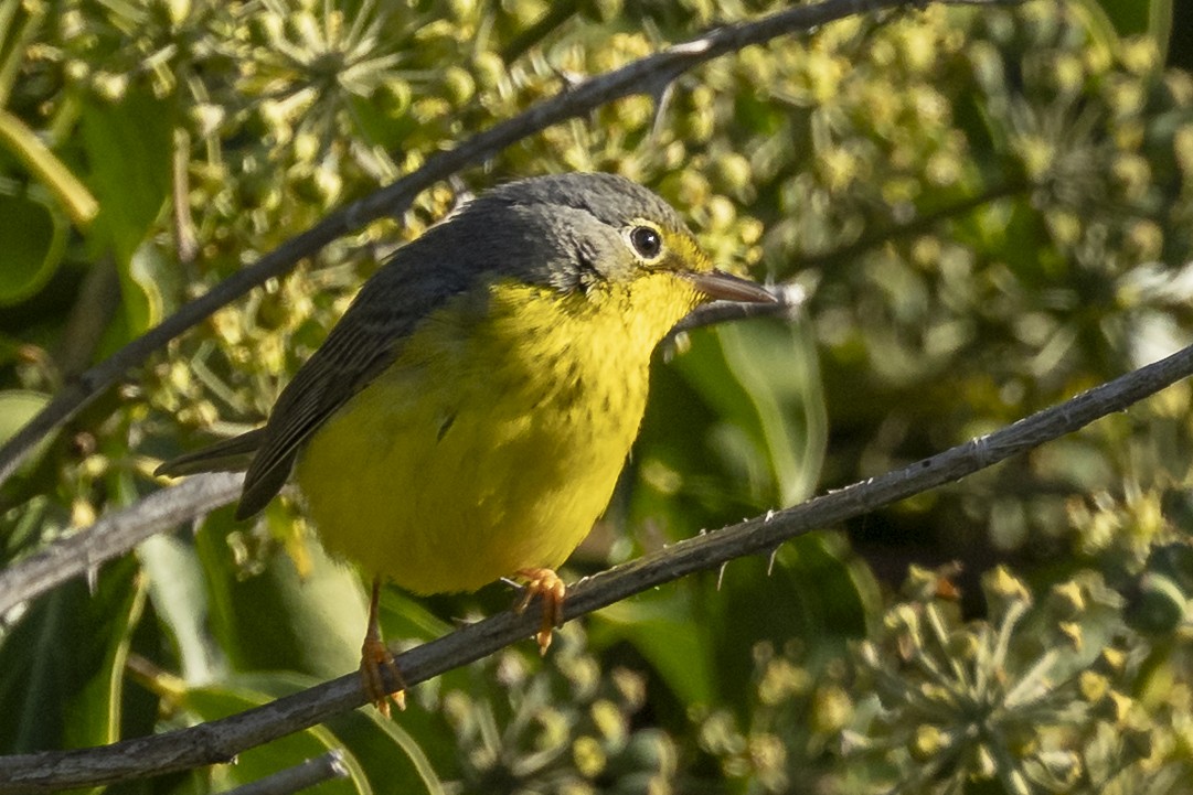 Paruline du Canada - ML645793372