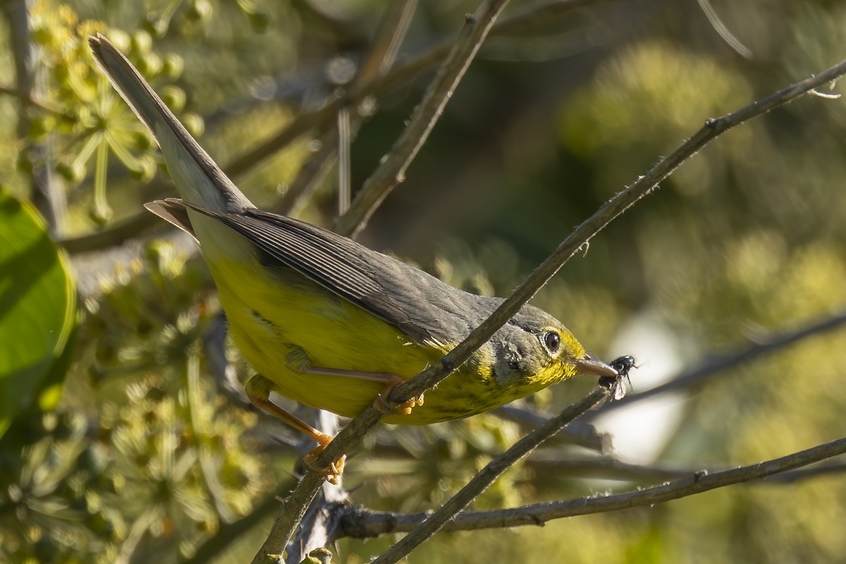 Paruline du Canada - ML645793373