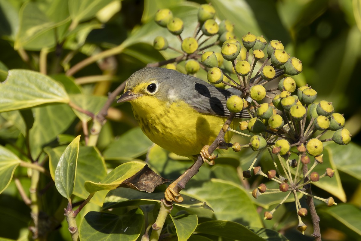 Paruline du Canada - ML645793374