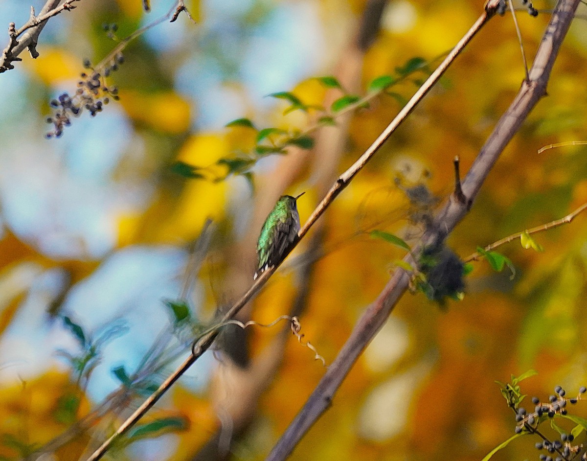 Ruby-throated Hummingbird - ML645793403
