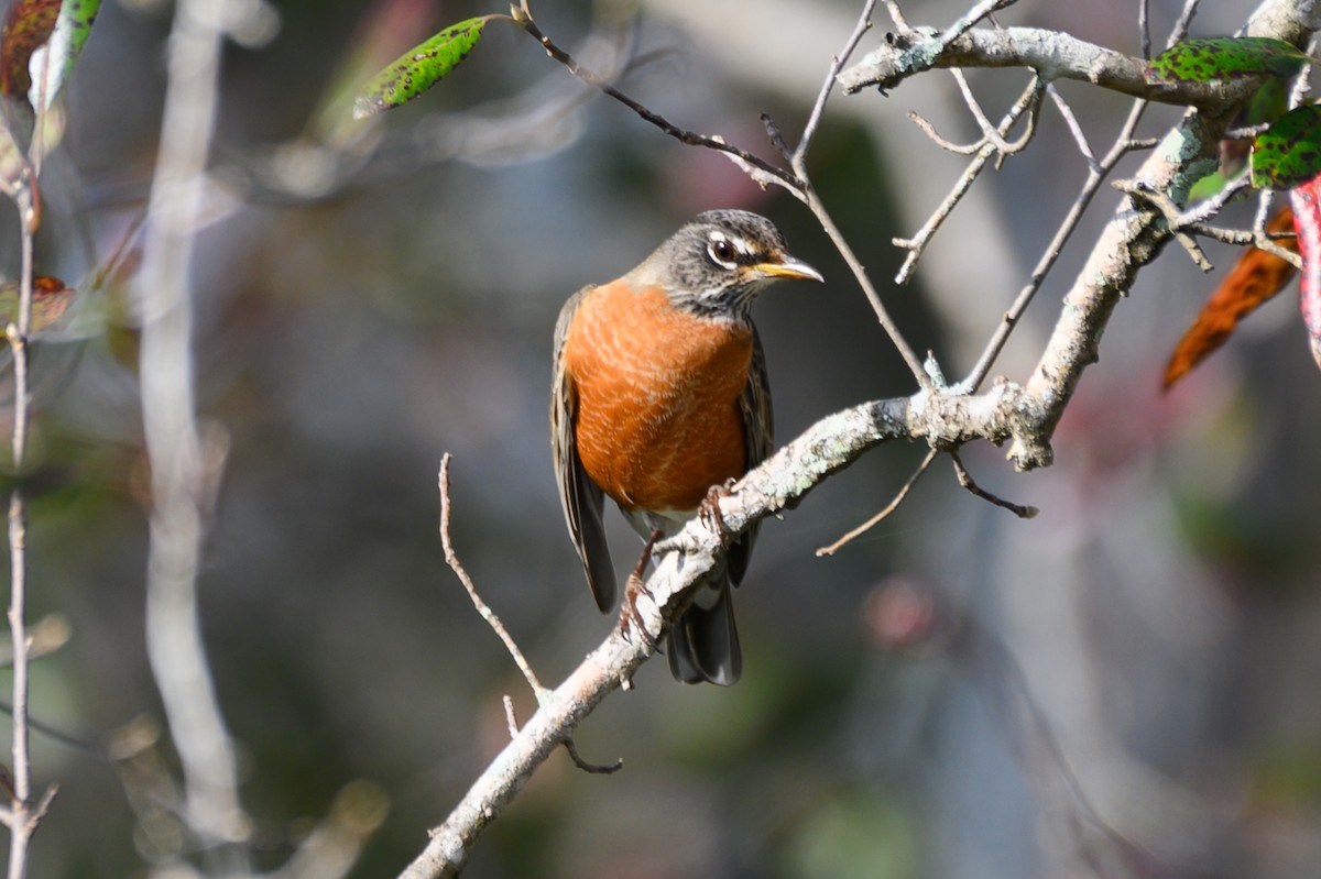 American Robin - ML645793418
