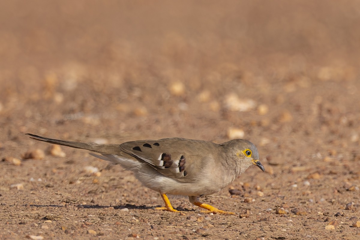 camposdue - ML645793422