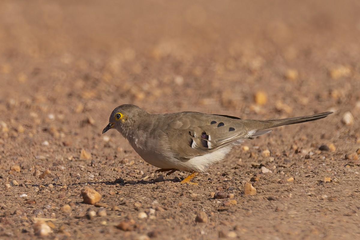 camposdue - ML645793423