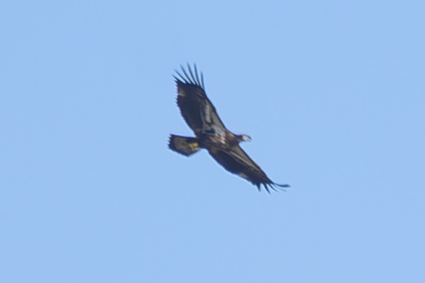 Bald Eagle - ML645793429