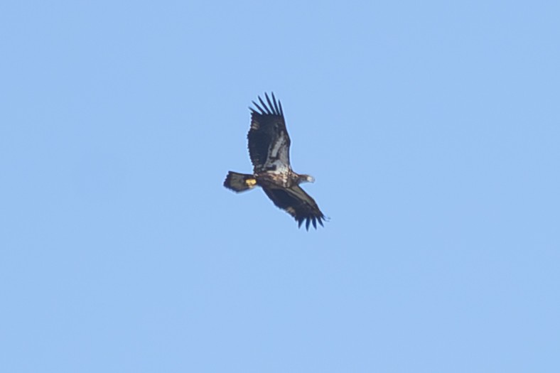 Bald Eagle - ML645793431