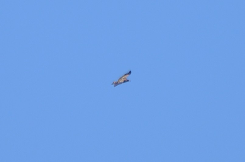 Bald Eagle - ML645793435