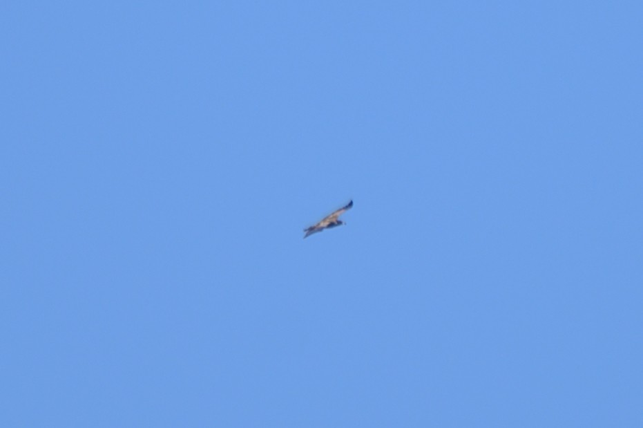 Bald Eagle - ML645793436