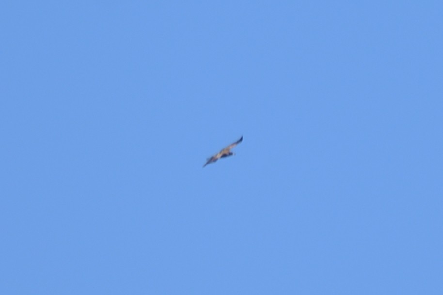 Bald Eagle - ML645793437