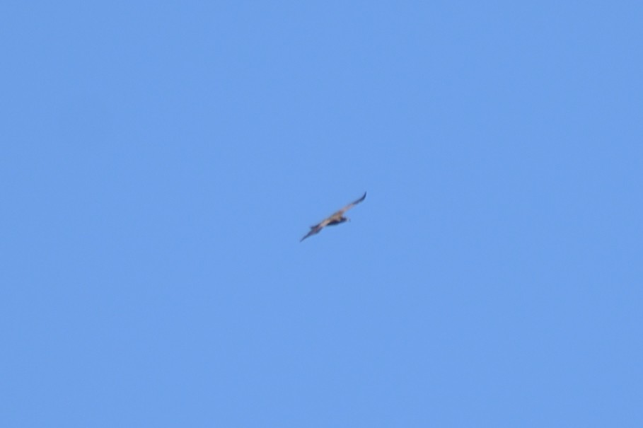 Bald Eagle - ML645793438