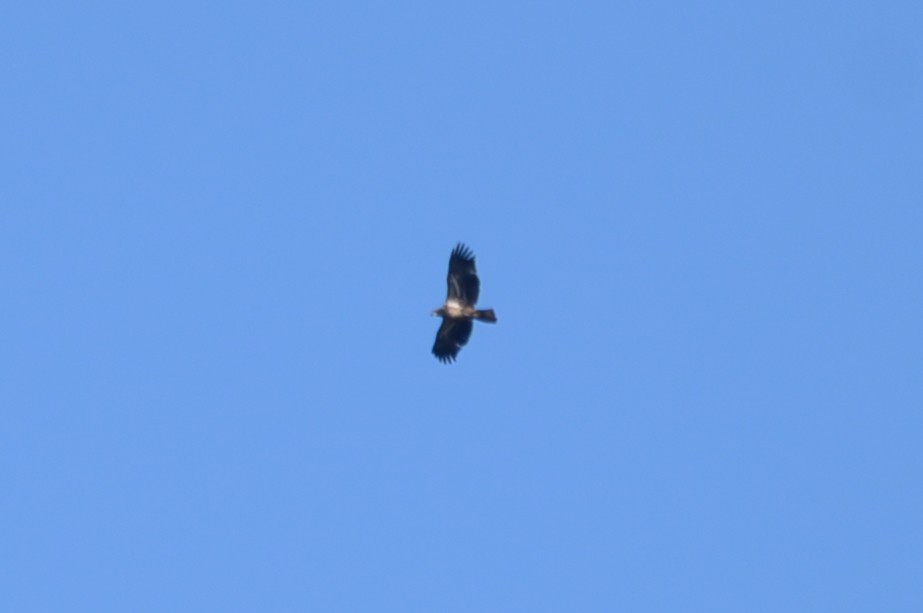 Bald Eagle - ML645793440