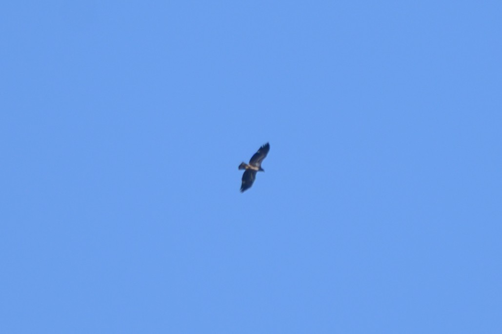 Bald Eagle - ML645793442