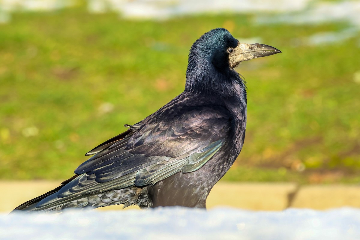 ミヤマガラス - ML645793451