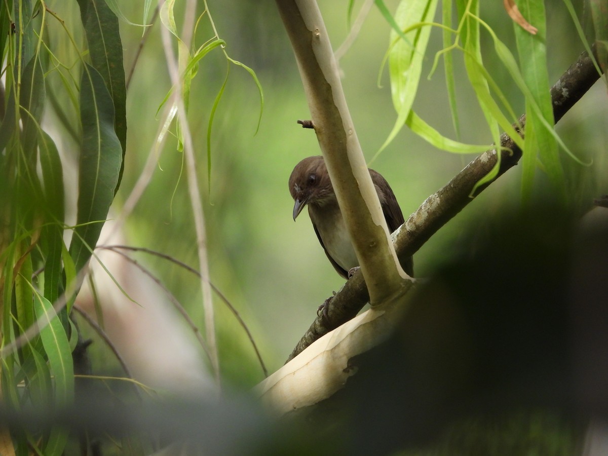 Black-billed Thrush - ML645793452
