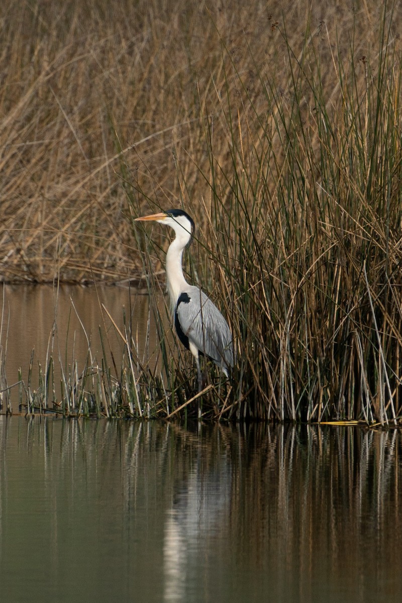 Cocoi Heron - ML645793457