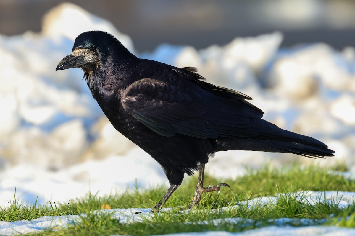 ミヤマガラス - ML645793459