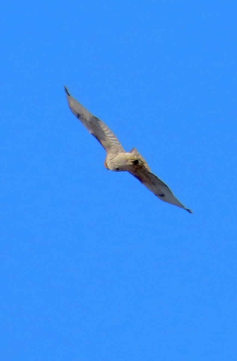 Red-tailed Hawk - ML645793460