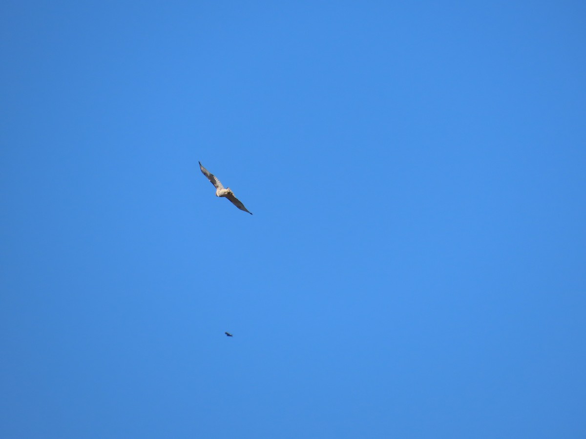 Red-tailed Hawk - ML645793461