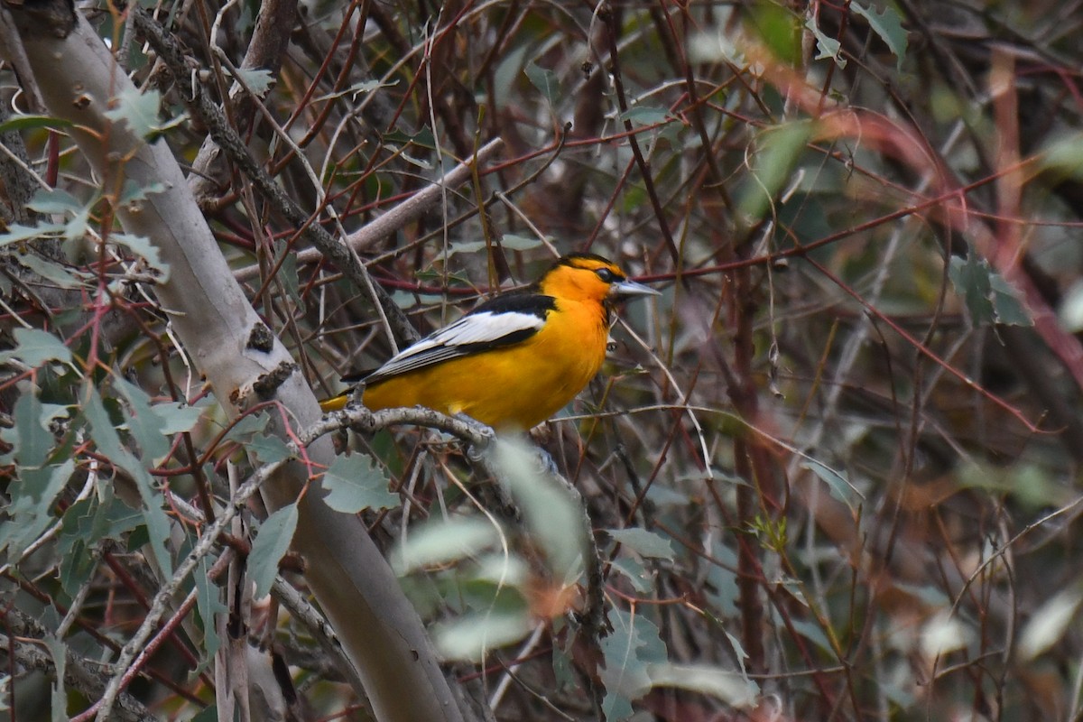 Bullock's Oriole - ML645793466