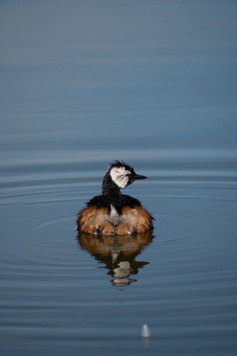 White-tufted Grebe - ML645793469