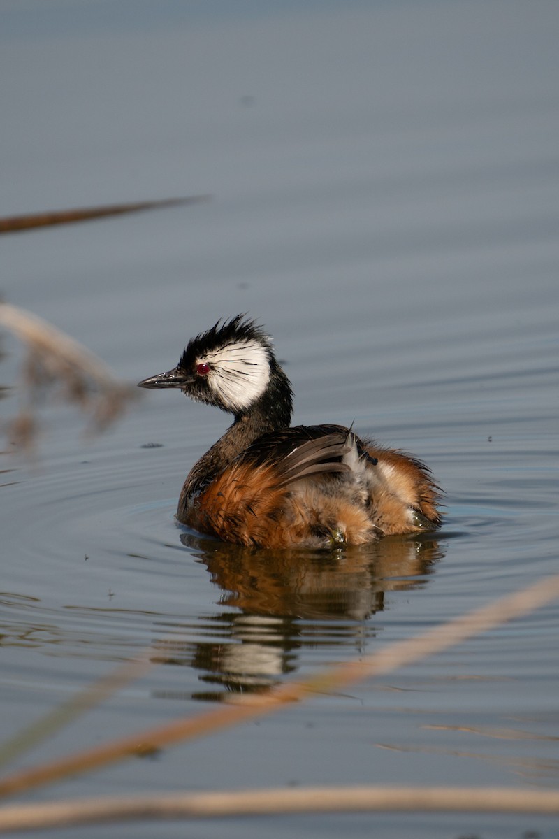 White-tufted Grebe - ML645793470