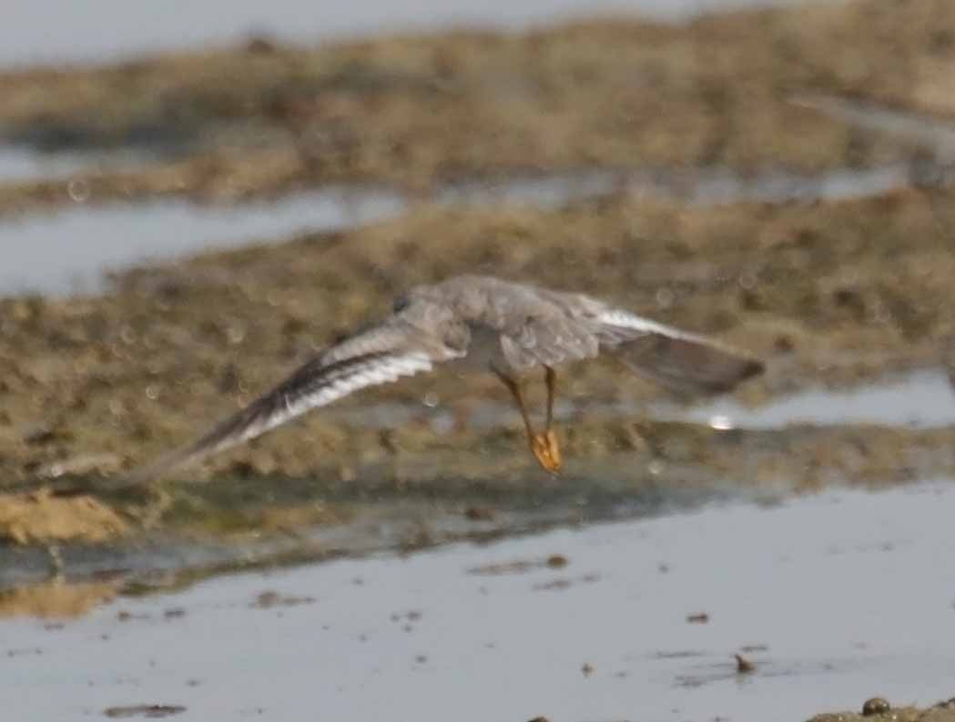 ביצנית אפורה - ML645793473