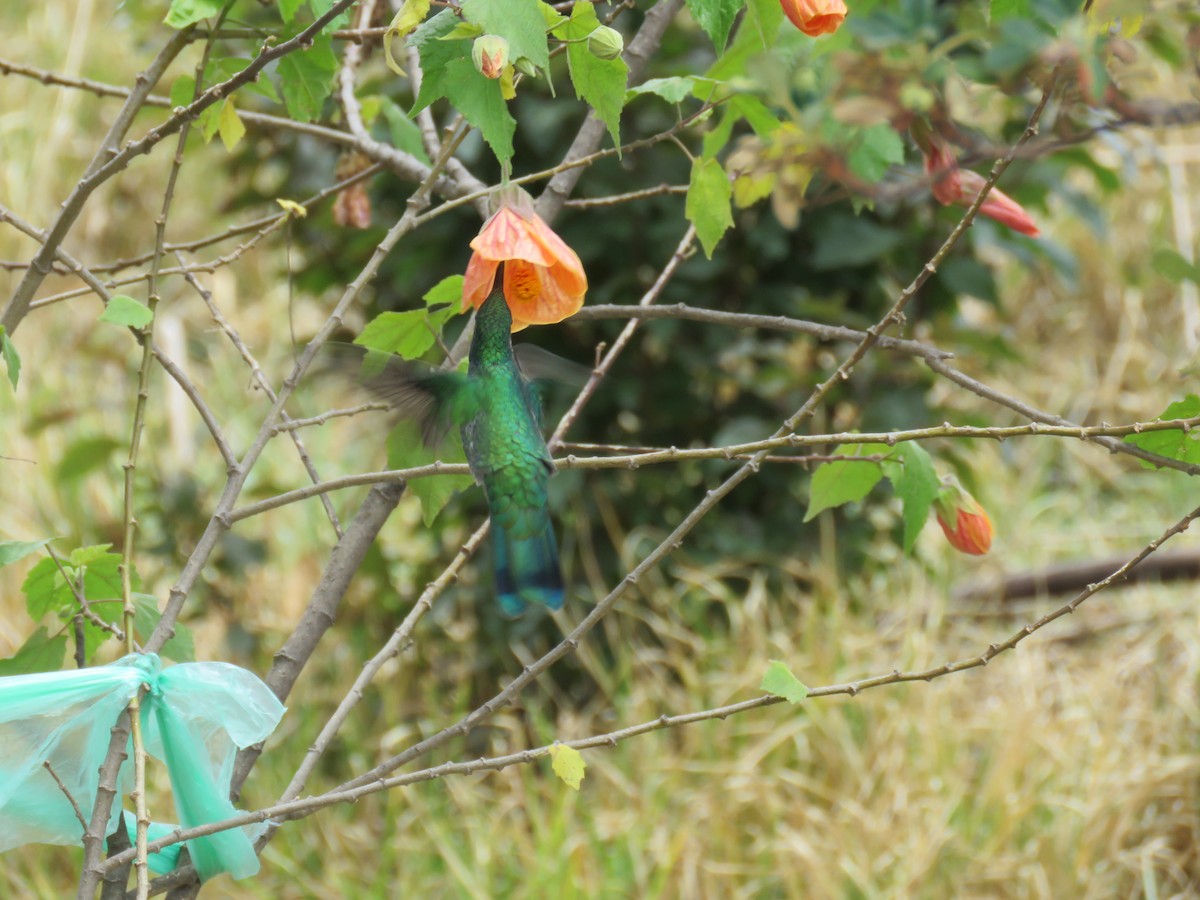 fiolørekolibri - ML645793474