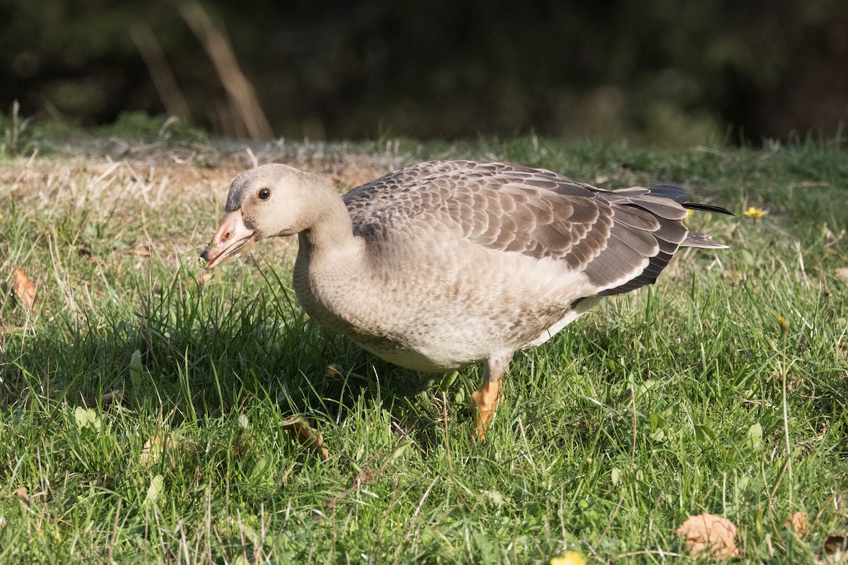 白額雁 - ML645793475