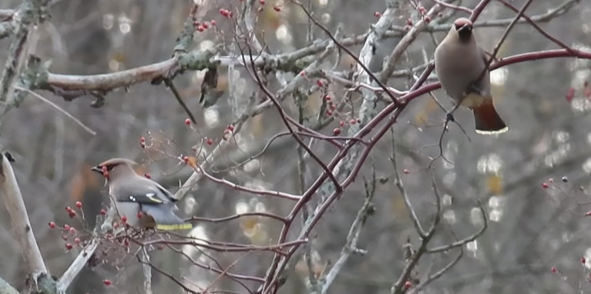 黃連雀 - ML645793477