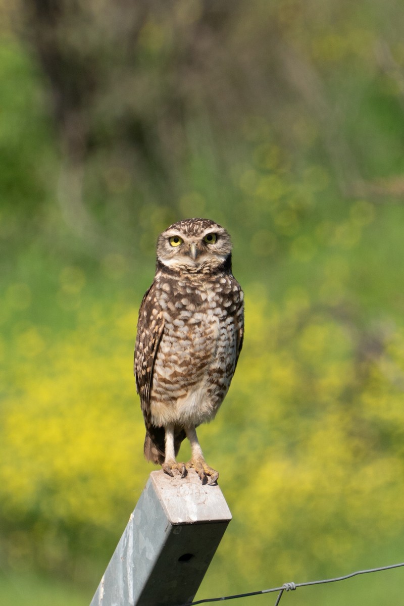 Burrowing Owl - ML645793479