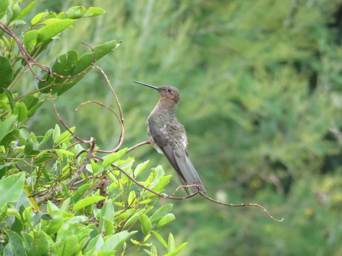 Giant Hummingbird - ML645793483
